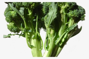 736px-broccoli Dsc00861 - Raw Foods For Varicose Veins