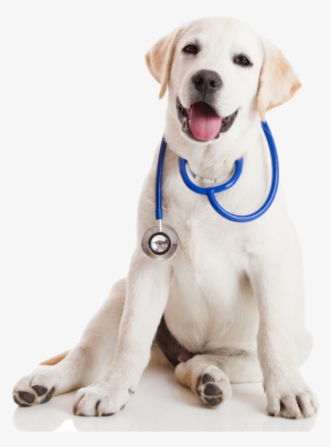 Tom Van Meter - Practical Handbook Of Veterinary Homeopathy