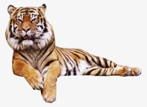Tiger Transparent Tumblr - Tiger Transparent