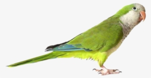 Green Cute Parrot Transparent Png Images - Quaker Parrot