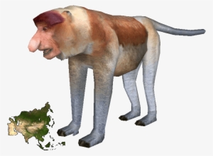 Proboscis Monkey Png