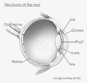 structures of the eye - structure of your eye