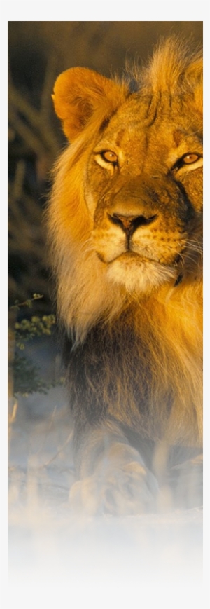 Clock: Heald's Lion Male, Kalahari Gemsbok, South Africa,