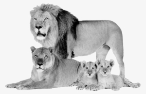 If And For So Long As The Libor Rate Falls Below - Lion