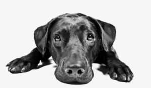 Black Dog Animal Transparent Png Image Pngriver Free - Sorry You Re Feeling Poorly