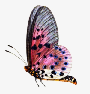 Butterfly Png - Png Format Butterfly Png
