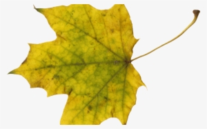 10 Maple Leaves Onlygfxcom - Maple Leaf