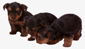 Don't Let Your Dog Be Sad