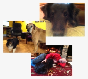 Picture - Companion Dog