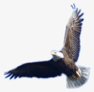 Baldeagle Eagle Bird Birdofprey Flying - Eagle