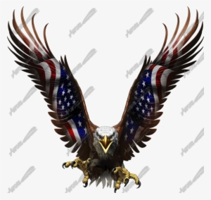American Eagle Flight Straight - Bird