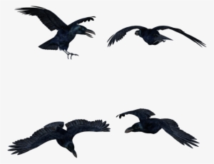 Share This Image - Black Crows