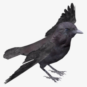 Hawaiian Crow V2 - Rook Bird Transparent Png
