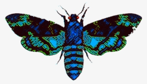 Moth Man Mothman - Moth Clipart Png
