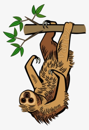Two-toed Sloth - Illustration