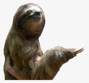 Sloth Pic - Sloth Png