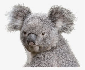 Koala Featured Min - Koala