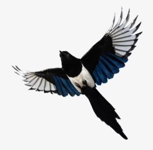 A Photo Of A Magpie Flying - Photograph
