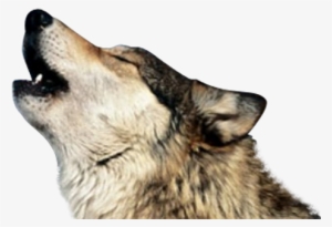 Howling Wolf Png - Wolf Howling Transparent Background