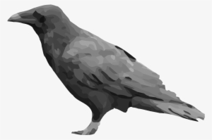 Raven