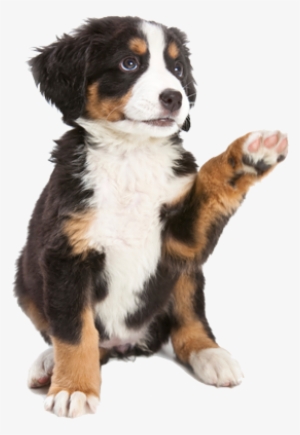 Puppy Starter Program - Dog With Paw Up