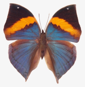 Butterfly Png - Butterfly