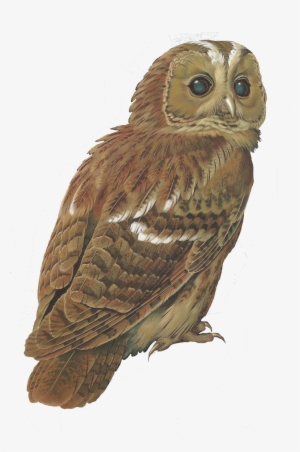 Barred Owl Clipart Tawny Owl - Tawny Owl Drawing Free