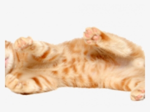 Kitten Png Transparent Images - Wallpaper