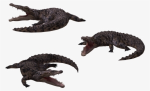 Image - Crocodile