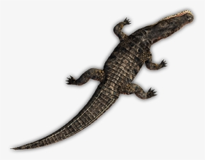 Croc 4 - Crocodile Top View Png