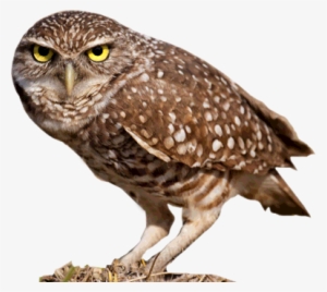 Owl - Burrowing Owl