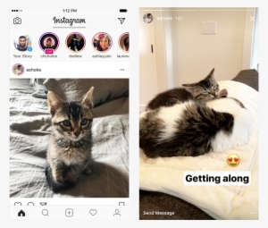 36 Replies 214 Retweets 860 Likes - Instagram Story Cat