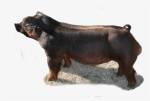 2018 Champion Duroc - Domestic Pig