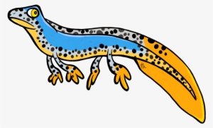 Cartoon Picture Of A Newt