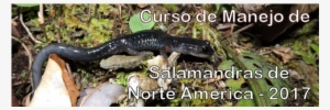2017 Salamander Course Es