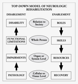 Top Down Model Of Neurologic Rehabilitation Presented - Neurology