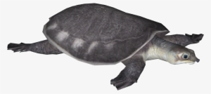 Pig-nosed Turtle - Kemp's Ridley Sea Turtle