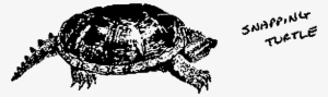 This Free Icons Png Design Of Snapping Turtle