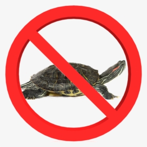 Red-eared Sliders Are Not Native To Pennsylvania, But - Red Eared Turtle