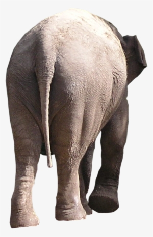 Elephant Behind Png - Portable Network Graphics
