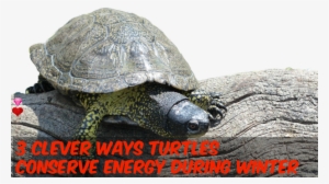 Turtles Saves Energy Using 3 Clever Ways - Photograph