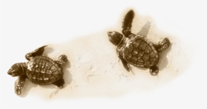 Little Turtle On Sand - Sea Turtle