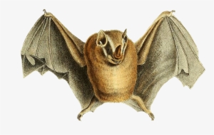 Cute Image Of Bat Lifting Its Bat Wings Png - Phyllostoma