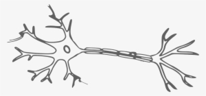 Brain And Cranial Nerves - Neuron Clipart