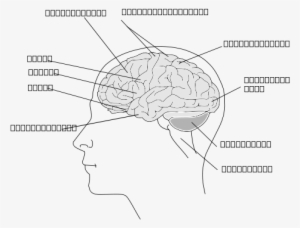 How To Set Use Human Brain Icon Png - Human