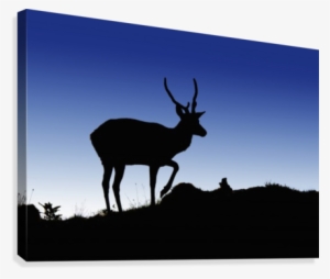 Silhouette Of A Deer Standing On A Hilltop At Dusk - Posterazzi Silhouette Of A Deer Standing