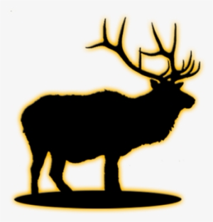 Elk - Antler