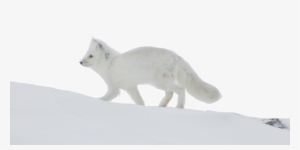 Arctic Fox Png Photo Background - Photograph