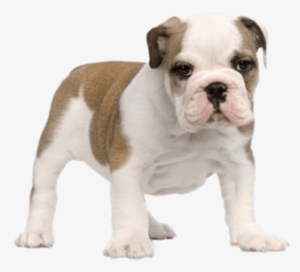 Criadores De Bulldogs Inglés - English Bulldog Puppy Png