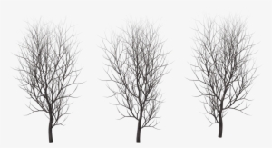Winter Tree Png Transparent